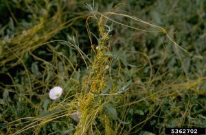 parasitic dodder plant winding its way around a host plant as it grows