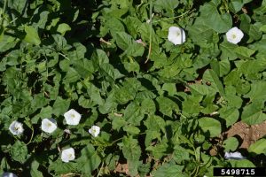 Clump of field bindweed foliage with blooming white flowers