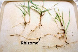 plants with rhizome structures removed from soil and laying on a tray
