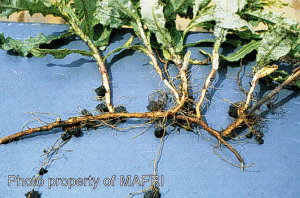 modified roots of Canada thistle