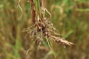 reed canarygrass roots and rhizomes close up