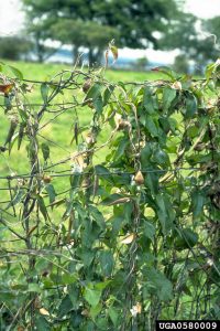 swallowwart plant climbing and winding around a barbwire fence