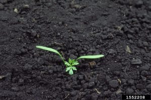 small wild carrot seedling recently germinated in bare soil