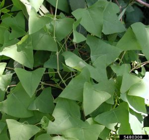 triangular leaves of the vining mile-a-minute weed