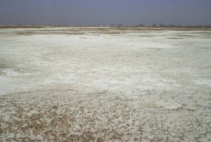 a bare field due to salt acting as a herbicide
