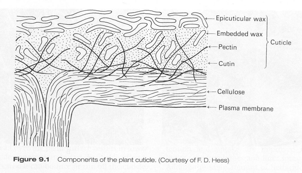 a figure illustrating components of the cuticle including epicuticular wax, embedded wax