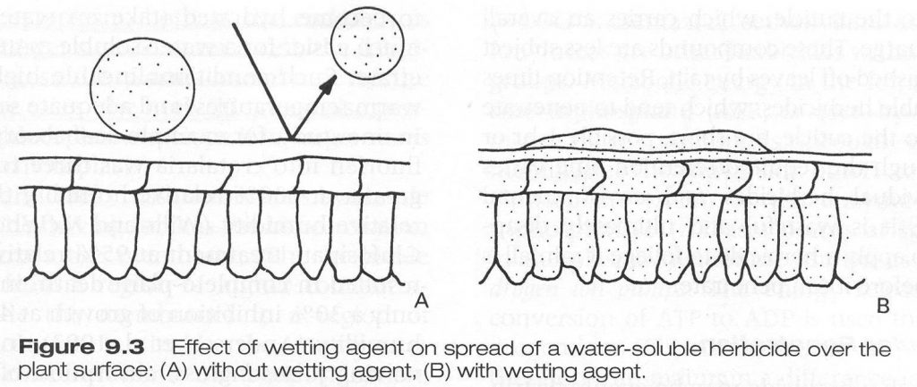 on the left herbicide particles roll off a leaf without surfactant. On the right herbicide particles mixed with surfactant cover leaf surface