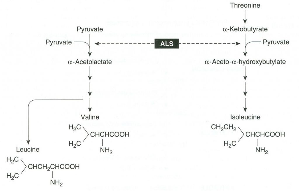 branched chain amino acid synthesis diagram including ALS enzyme activity