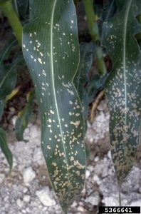 specks of dessicated plant tissue on herbicide damaged corn leaves