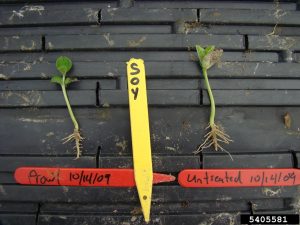 two soybean seedlings side by side. the left soybean seedling exhibits stunted roots
