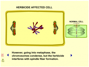 cell diagram from animation featuring microtubules