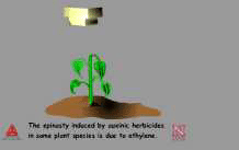 auxinic herbicide animation