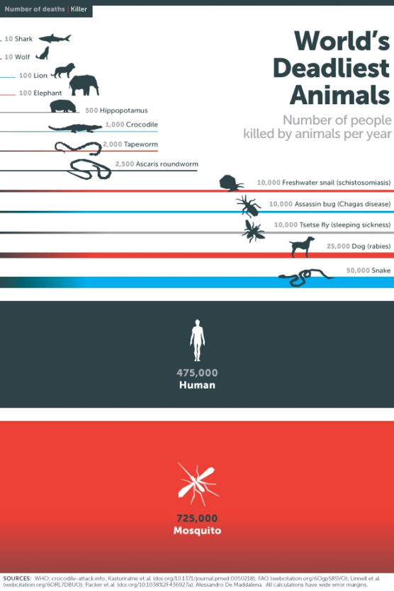 Worlds Deadliest Animals Infographic