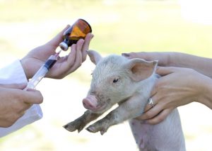 image of pig being held for drug administration