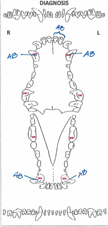 Dental Charting – OSU CVM Veterinary Clinical and Professional Skills ...