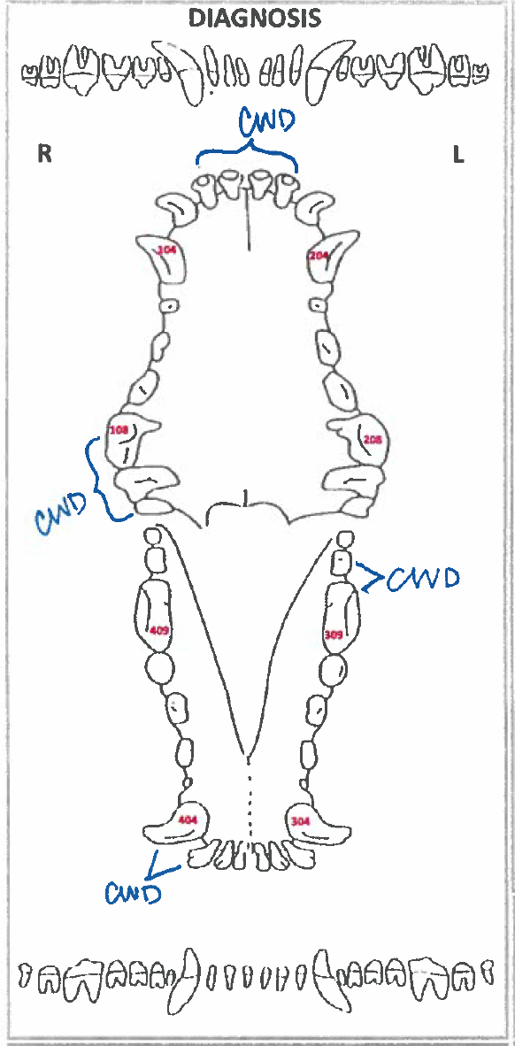 Dental Charting – OSU CVM Veterinary Clinical and Professional Skills ...