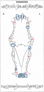 Dental Charting – OSU CVM Veterinary Clinical and Professional Skills ...