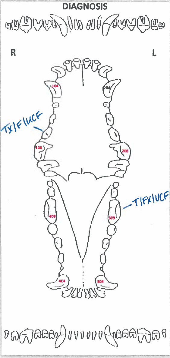 Dental Charting – OSU CVM Veterinary Clinical and Professional Skills ...