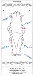 Dental Charting – OSU CVM Veterinary Clinical and Professional Skills ...