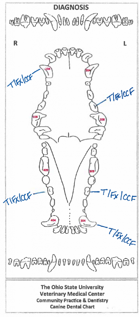 Dental Chart complicated crown fracture