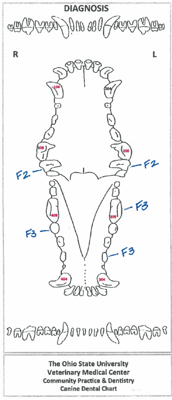 Dental Charting – OSU CVM Veterinary Clinical and Professional Skills ...