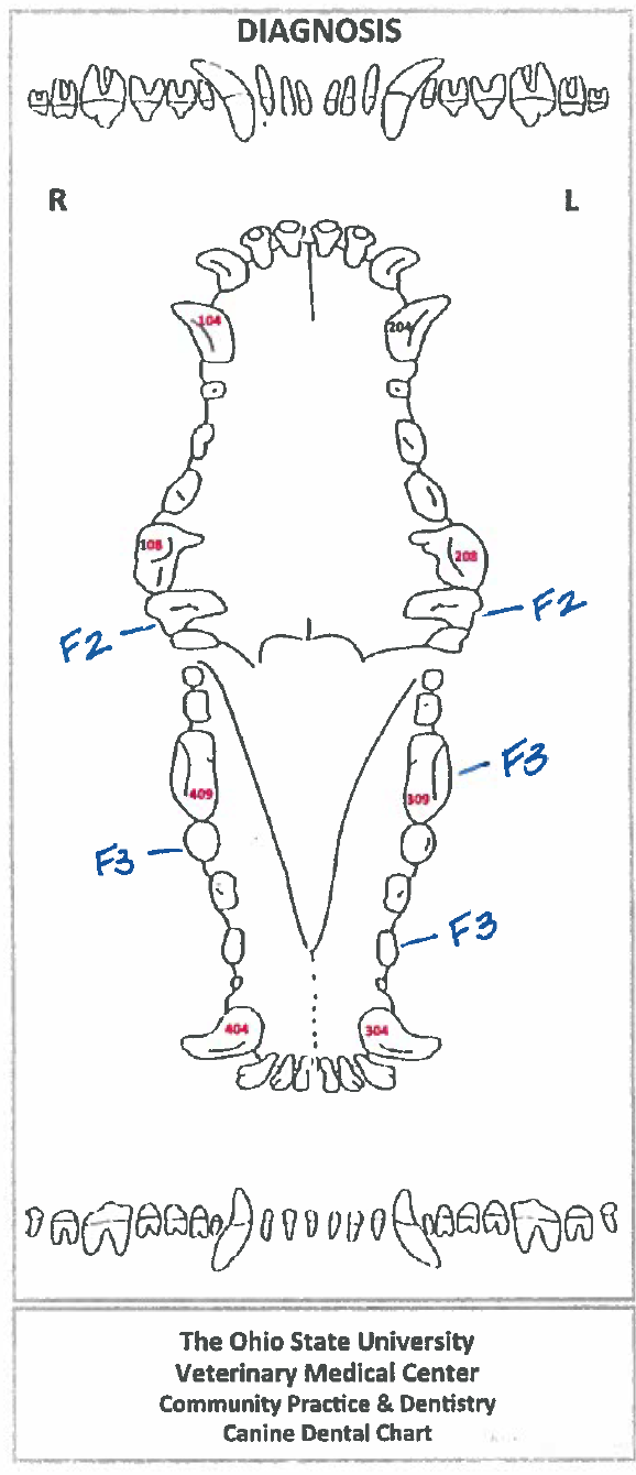 Dental Charting – Osu Cvm Veterinary Clinical And Professional Skills 