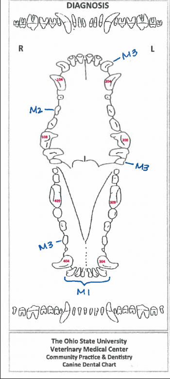 Dental Charting – OSU CVM Veterinary Clinical and Professional Skills ...