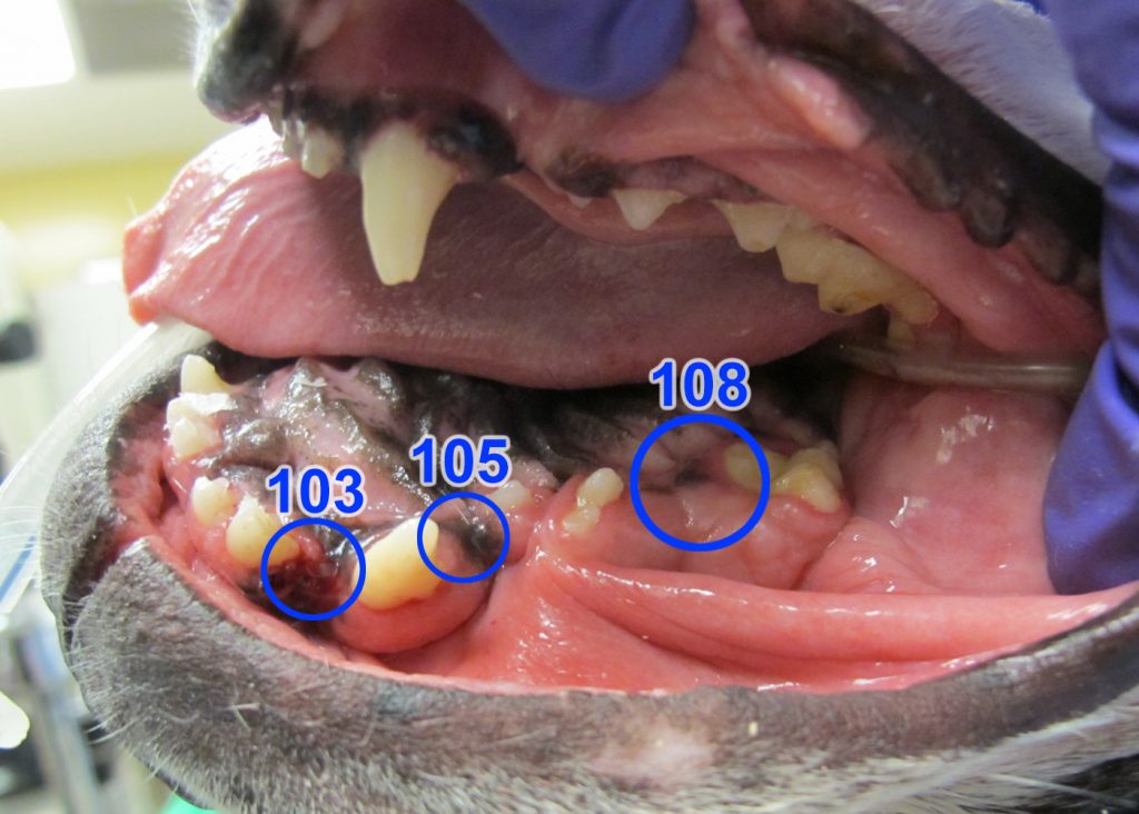 Missing teeth at 103, 105 and 108
