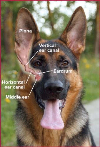 diagram showing pinna, vertical ear canal, horizontal ear canal, ear drum, middle ear