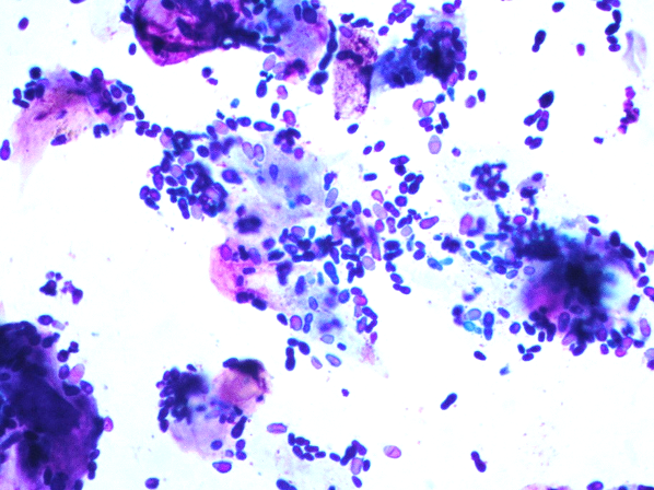 Canine Ear Cytology Rods