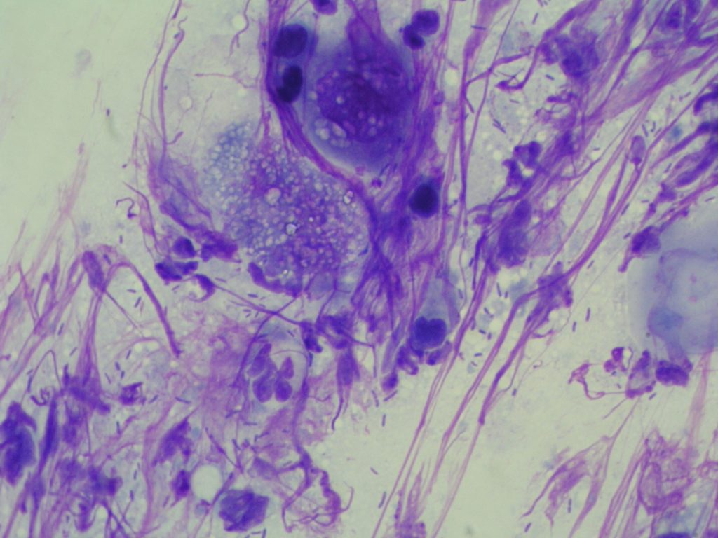 Goal Two: Skin and Ear Cytology – OSU CVM Veterinary Clinical and ...