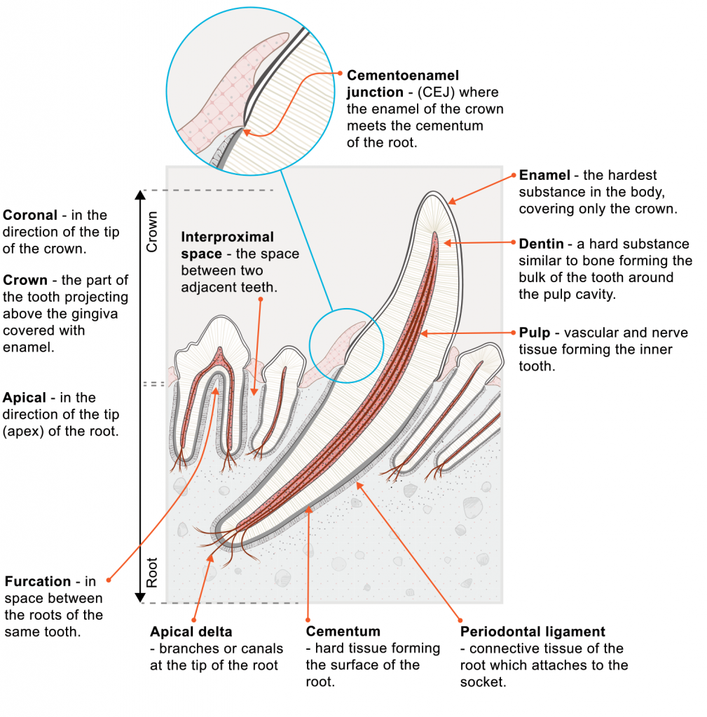 FIGURE 1: Anatomy of a tooth. ª 2019 Veterinary Information Net- work (VIN), illustration by Tamara Rees.