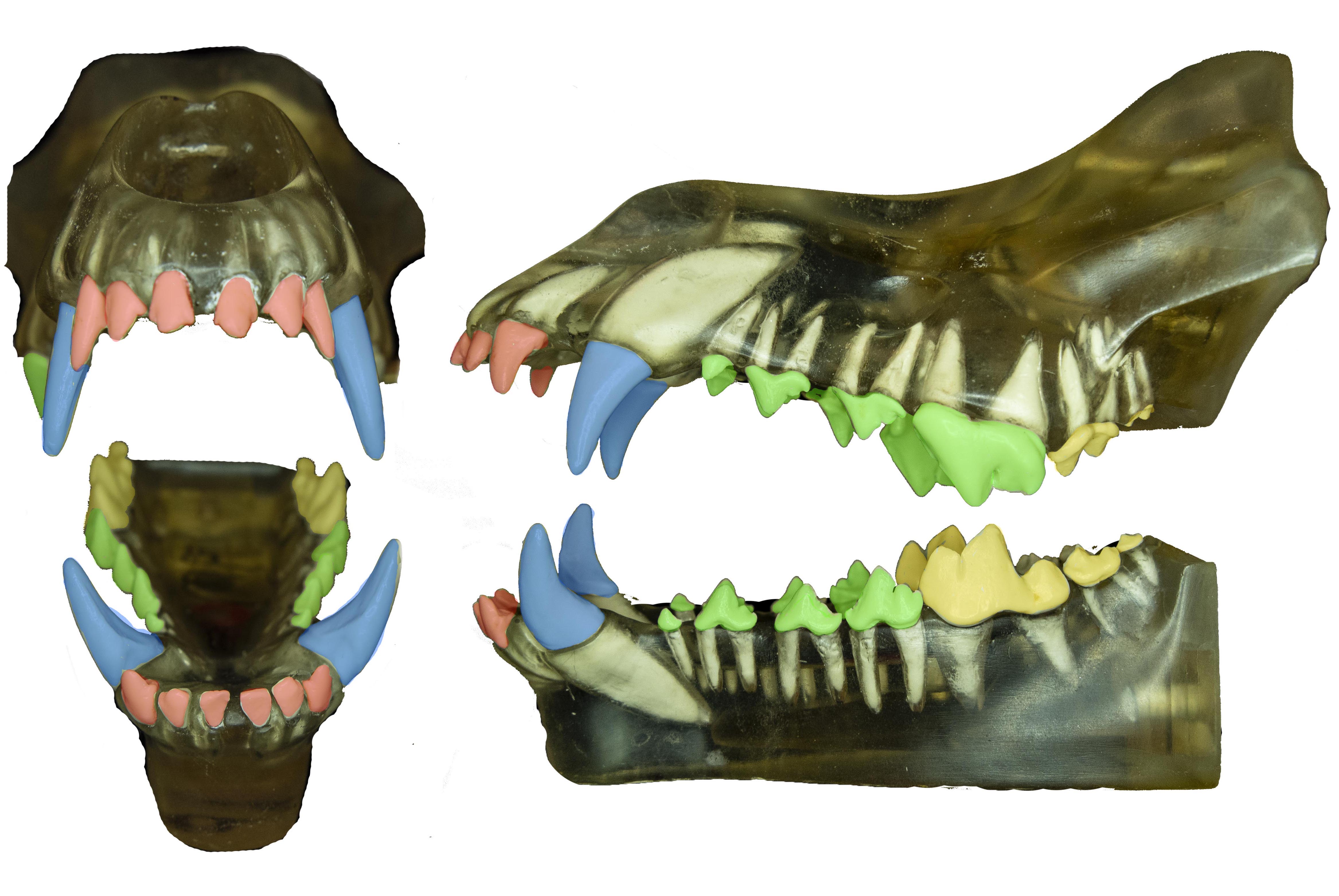 Dog hot sale teeth formula