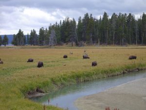 Yellowstone – Exploring Architecture and Landscape Architecture