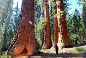 Yosemite – Exploring Architecture and Landscape Architecture