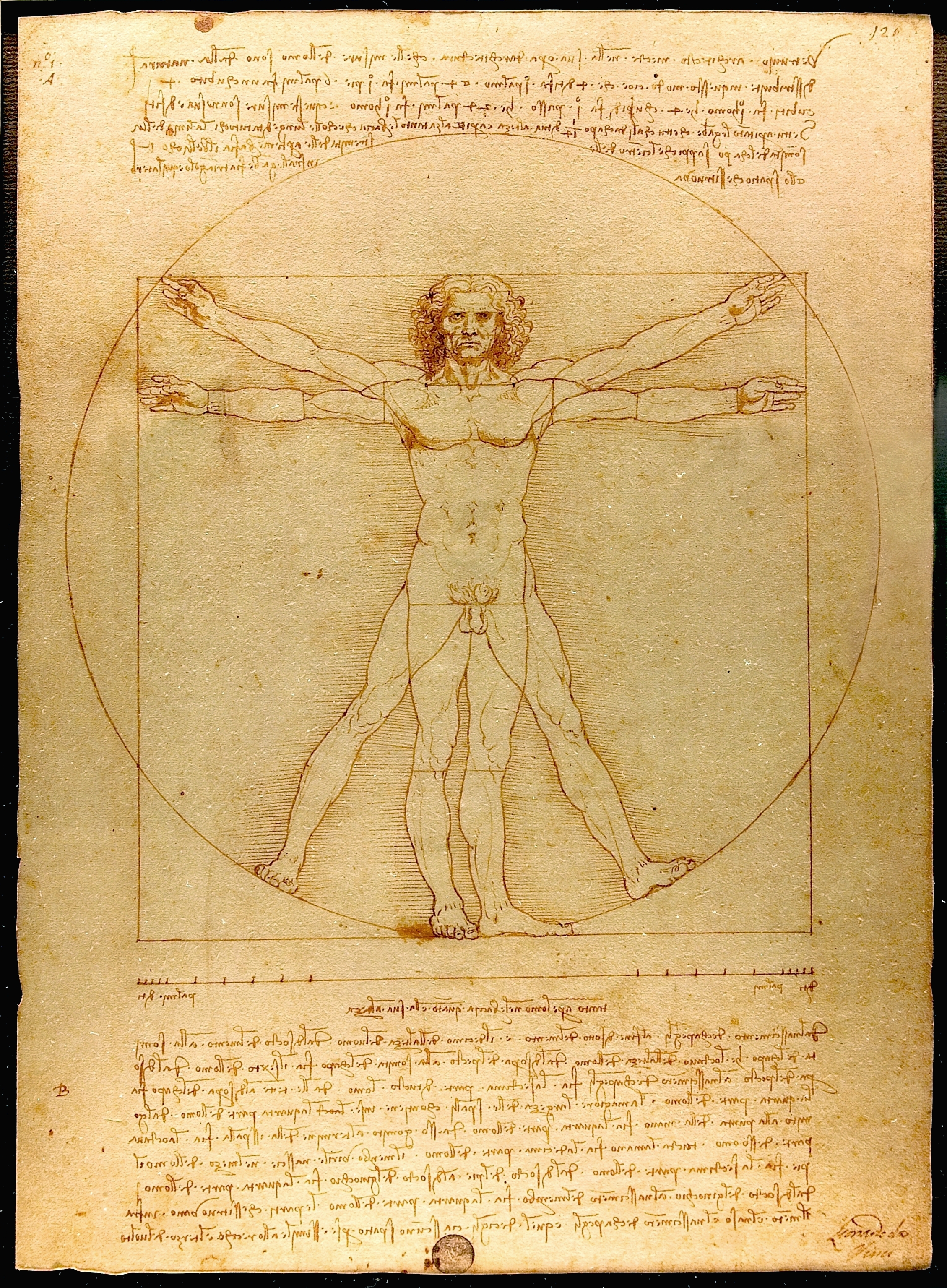 vitruvian man