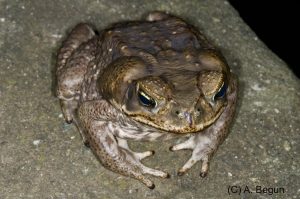 image of a cane toad