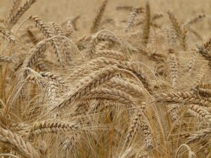 image of growing rye