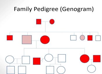 Ch. 1: Genetic Influences – SWK 5805: Theories and Biological Basis of ...