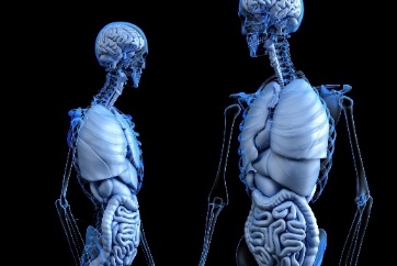 illustration of human skeletons with organs exposed
