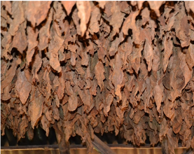 picture of tobacco leaves drying