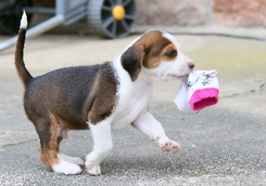 puppy with sock