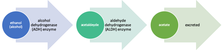 flow chart showing that ethanol (alcohol) (alcohol dehydrogenase enzyme) is metabolized into Acetaldeyde (aldehyde dehydrogenase (ALDH) enzyme), which then turns into Acetate (excreted)