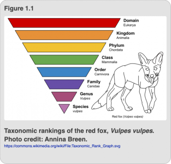 Chapter 1 – Insects and Humans on the Tree of Life – Insects & Human ...