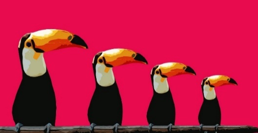 toucan family