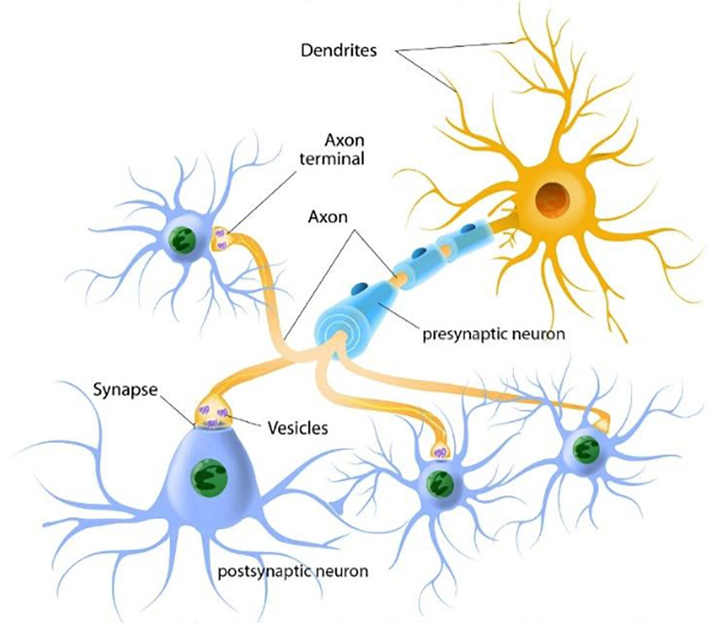 Ch. 2: Neurobiology and Substance Use – Theories and Biological Basis ...