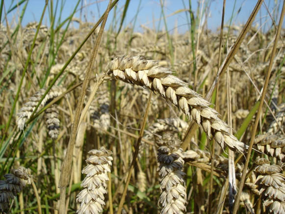 Image of common wheat.