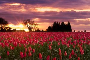 Image of vibrant field of pink tulips and purple, orange sunset.