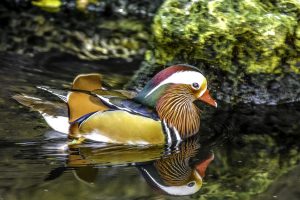 Image of a colorful water fowl reflecting in the water