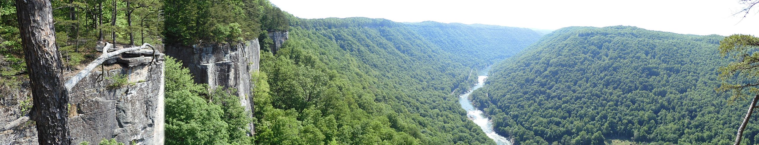 Photo of Trees to practice inserting photos